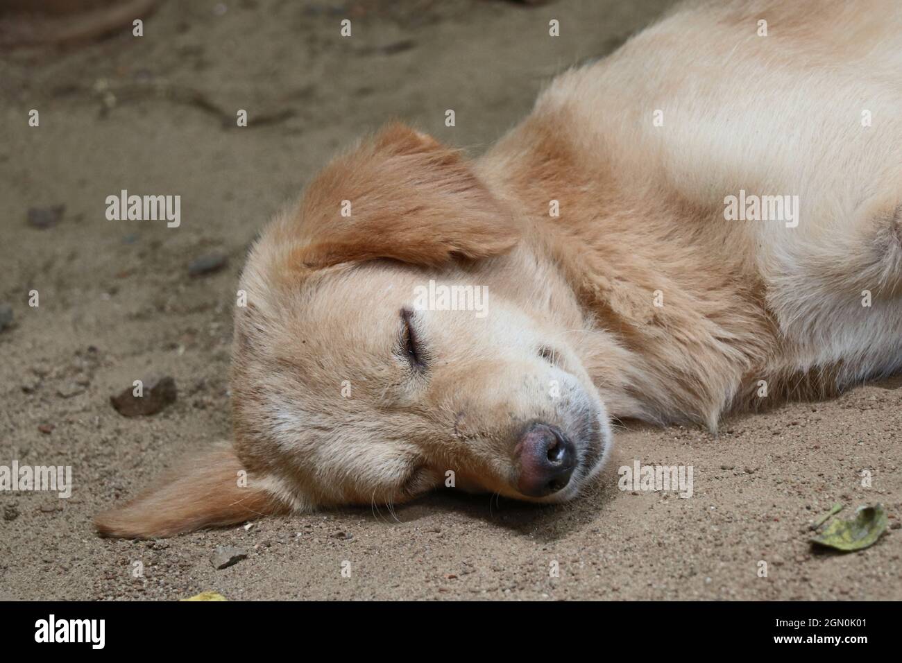 Un cucciolo carino che dorme sul pavimento. Foto Stock