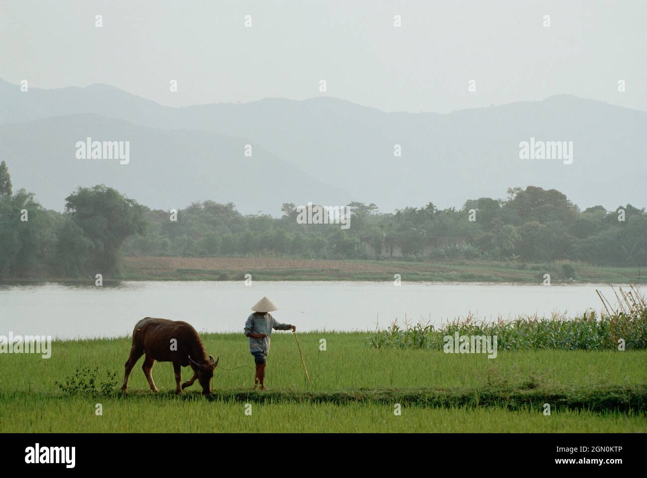 Vietnam. Tonalità. Campi di riso con mucca e coltivatore. Foto Stock