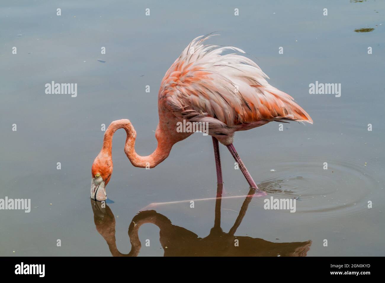 Flamingo sull'isola di Palma dell'arcipelago di San Bernardo, Colombia Foto Stock