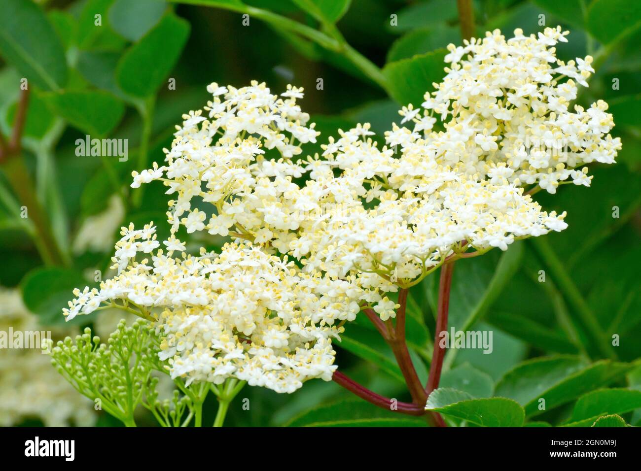 Anziano, Elderflower o Elderberry (sambucus nigra), primo piano di un grande spruzzo di fiori bianchi prodotti dall'arbusto in primavera. Foto Stock