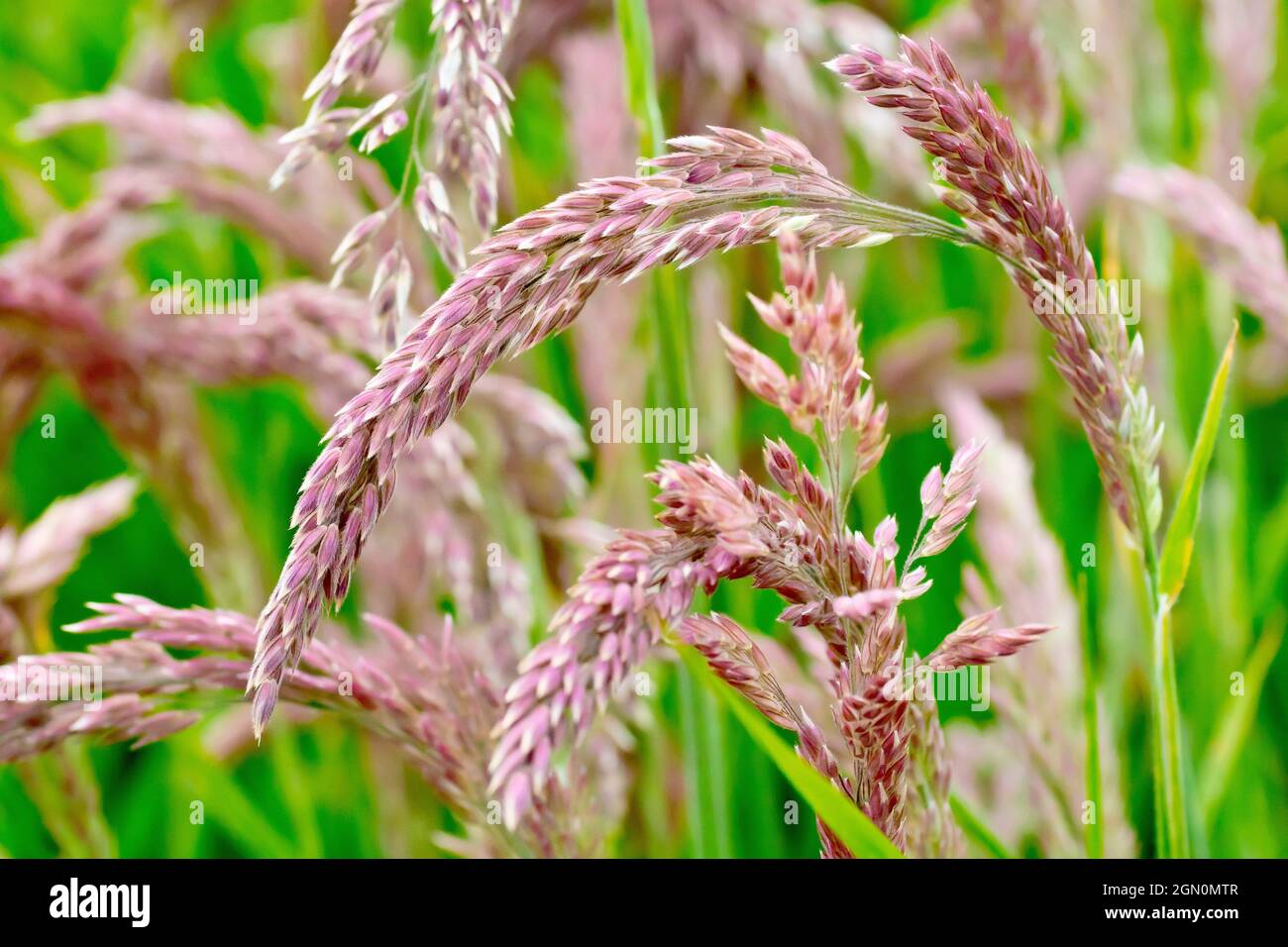 Yorkshire Fog (holcus lanatus), primo piano delle gemme di fiori su uno stand dell'erba familiare e diffusa. Foto Stock