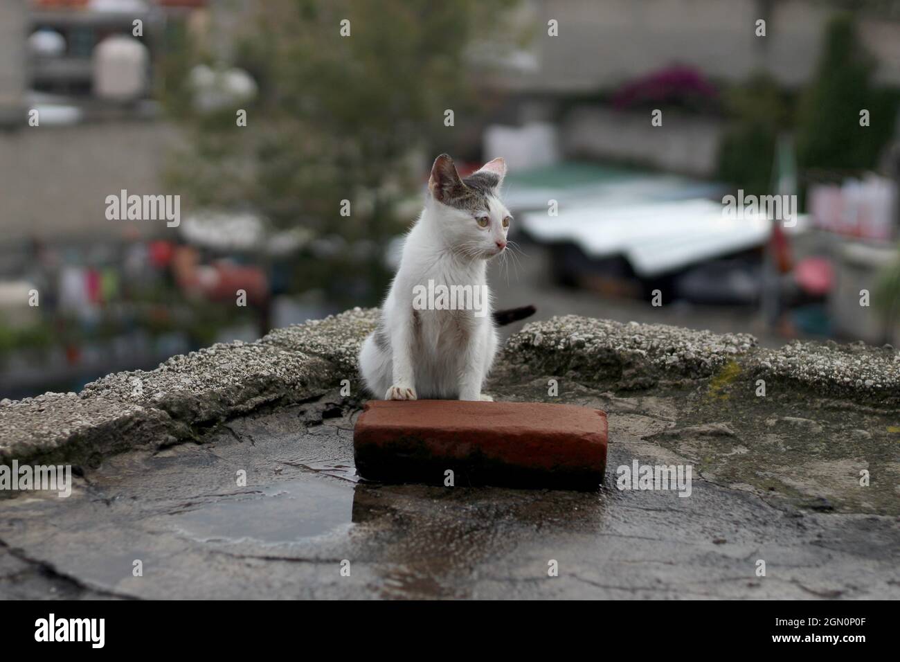 Gattino vagante seduto e triste sul tetto della casa Foto Stock