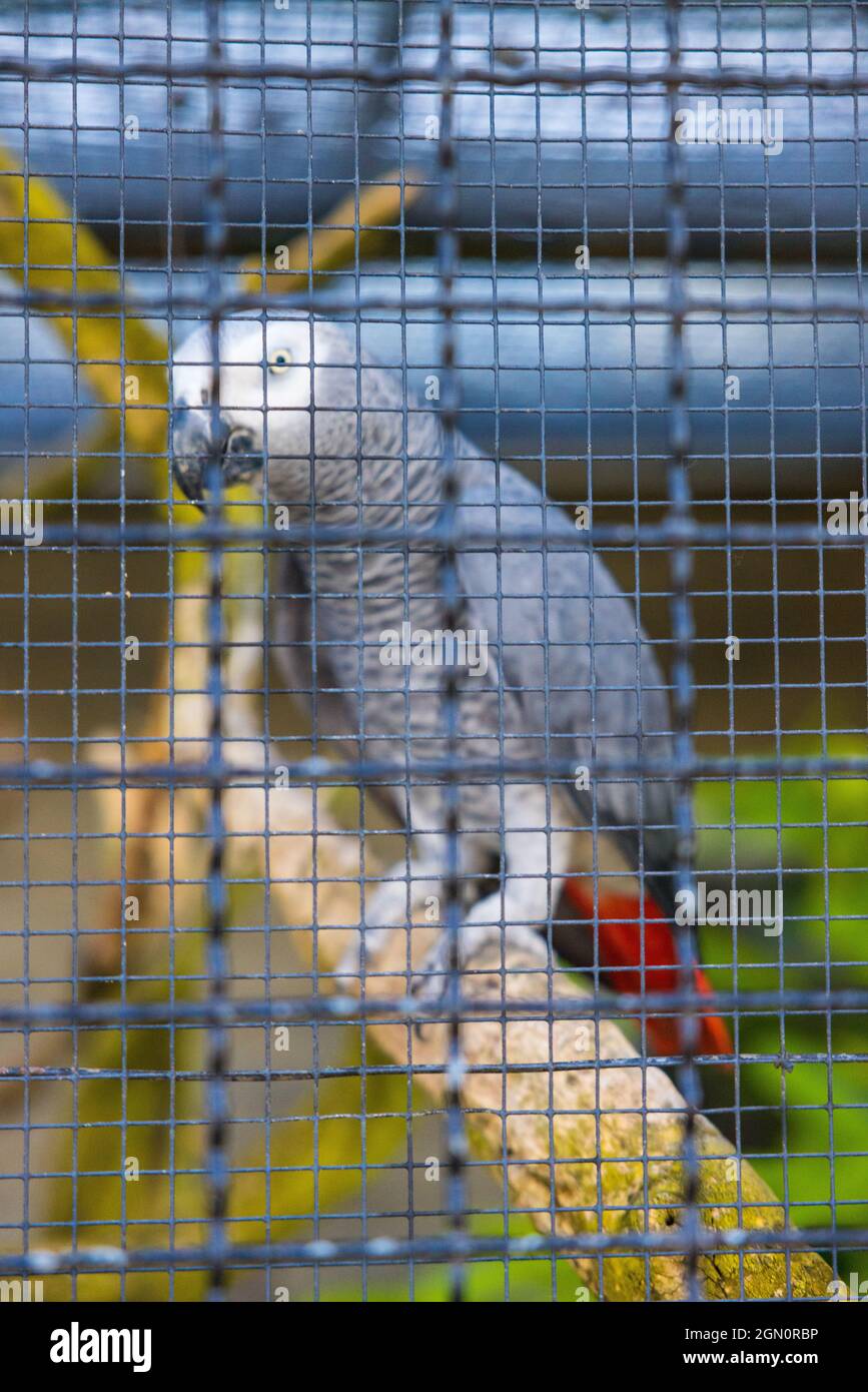 Pappagallo grigio carino in gabbia Foto Stock