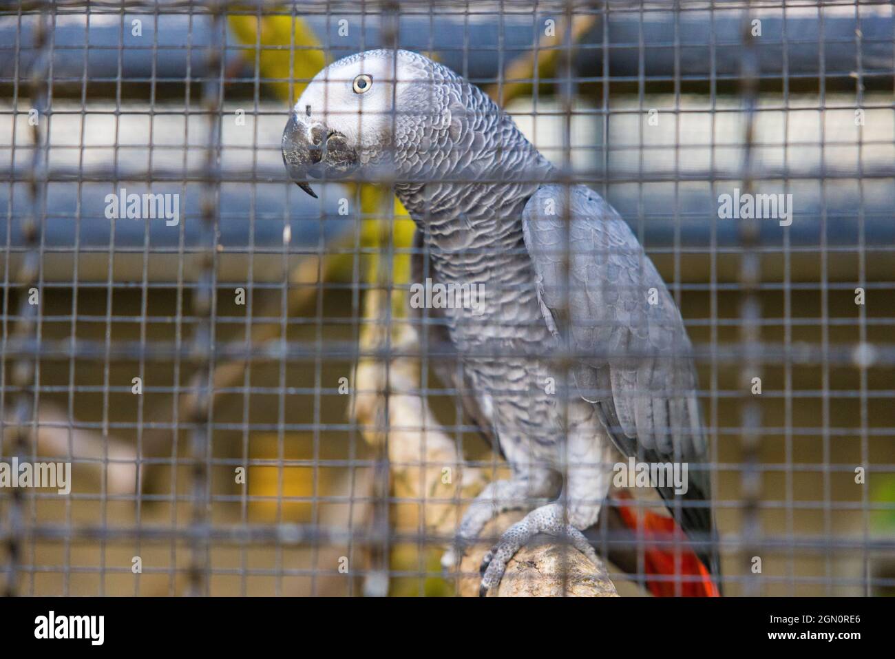 Pappagallo grigio carino in gabbia Foto Stock