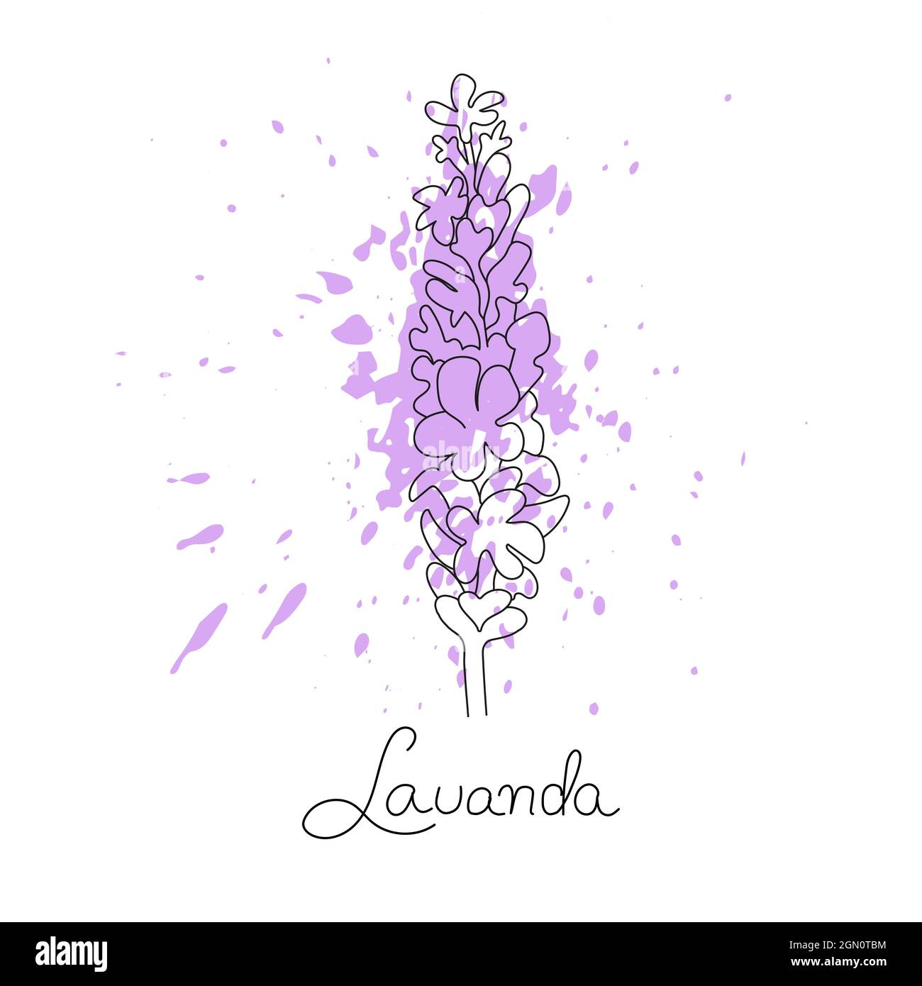 Illustrazione vettoriale della lavanda con spruzzi di vernice viola e lettere. Stile line art. Illustrazione Vettoriale