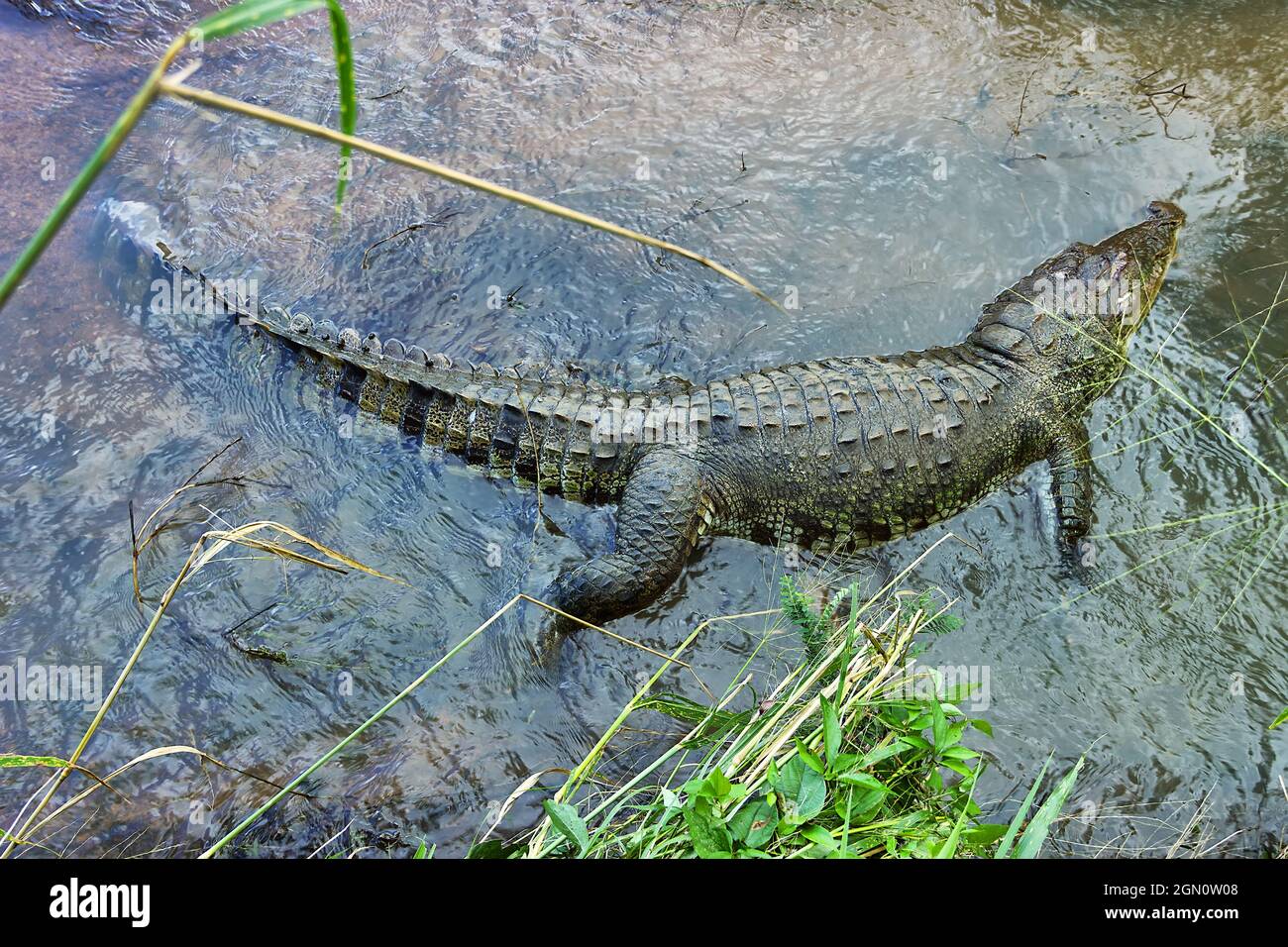 Morto per un motivo sconosciuto (la specie è caratterizzata da un'alta superstibilità) mugger (Crocodylus palustris kimbula), in un torrente stretto. Palude Foto Stock