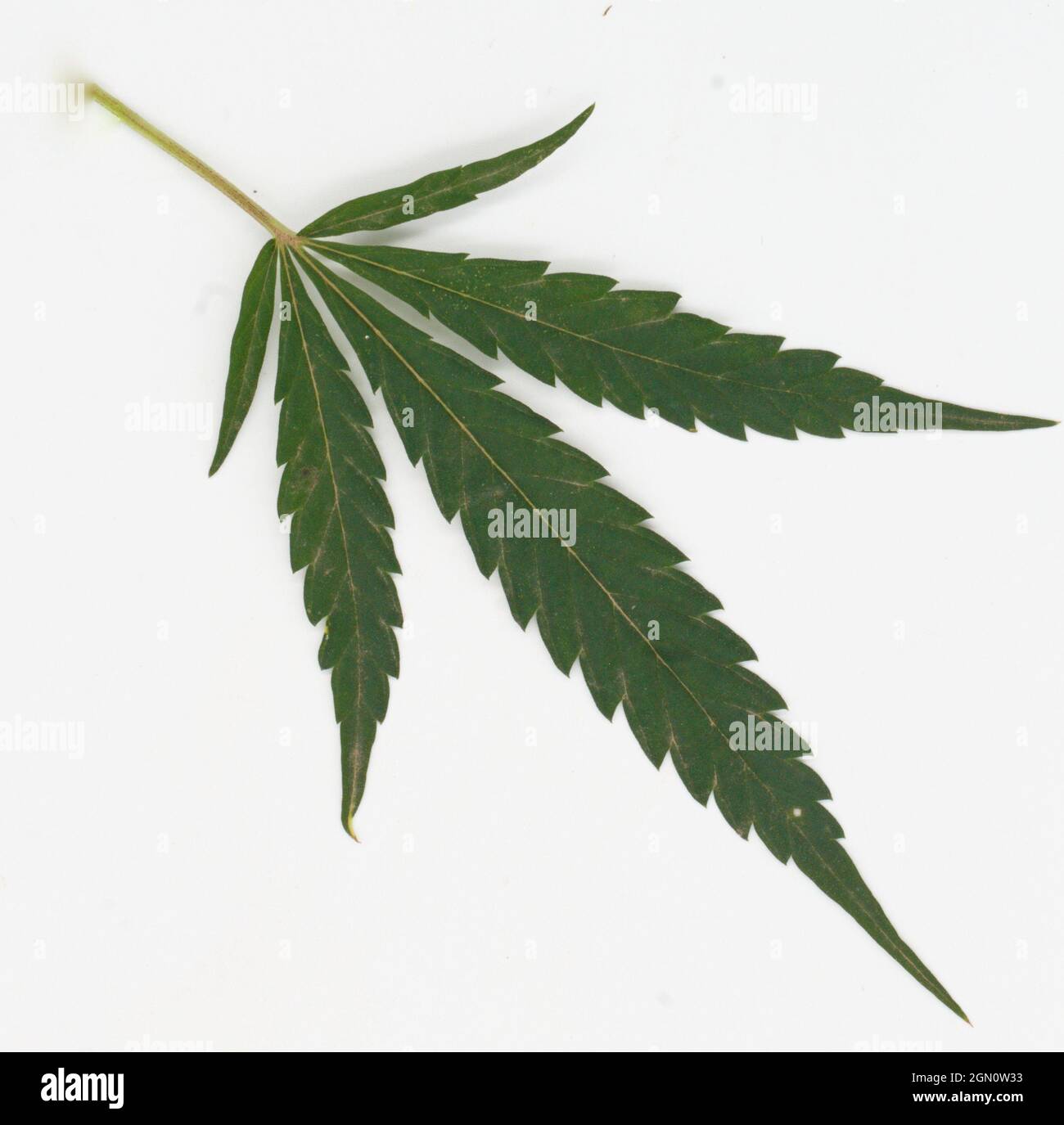 immagine di foglie di marijuana su sfondo bianco concetto di medicina alternativa cosmetici e prodotti per la cura della pelle Foto Stock