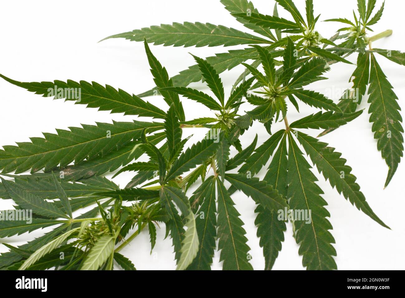immagine di foglie di marijuana su sfondo bianco concetto di medicina alternativa cosmetici e prodotti per la cura della pelle Foto Stock