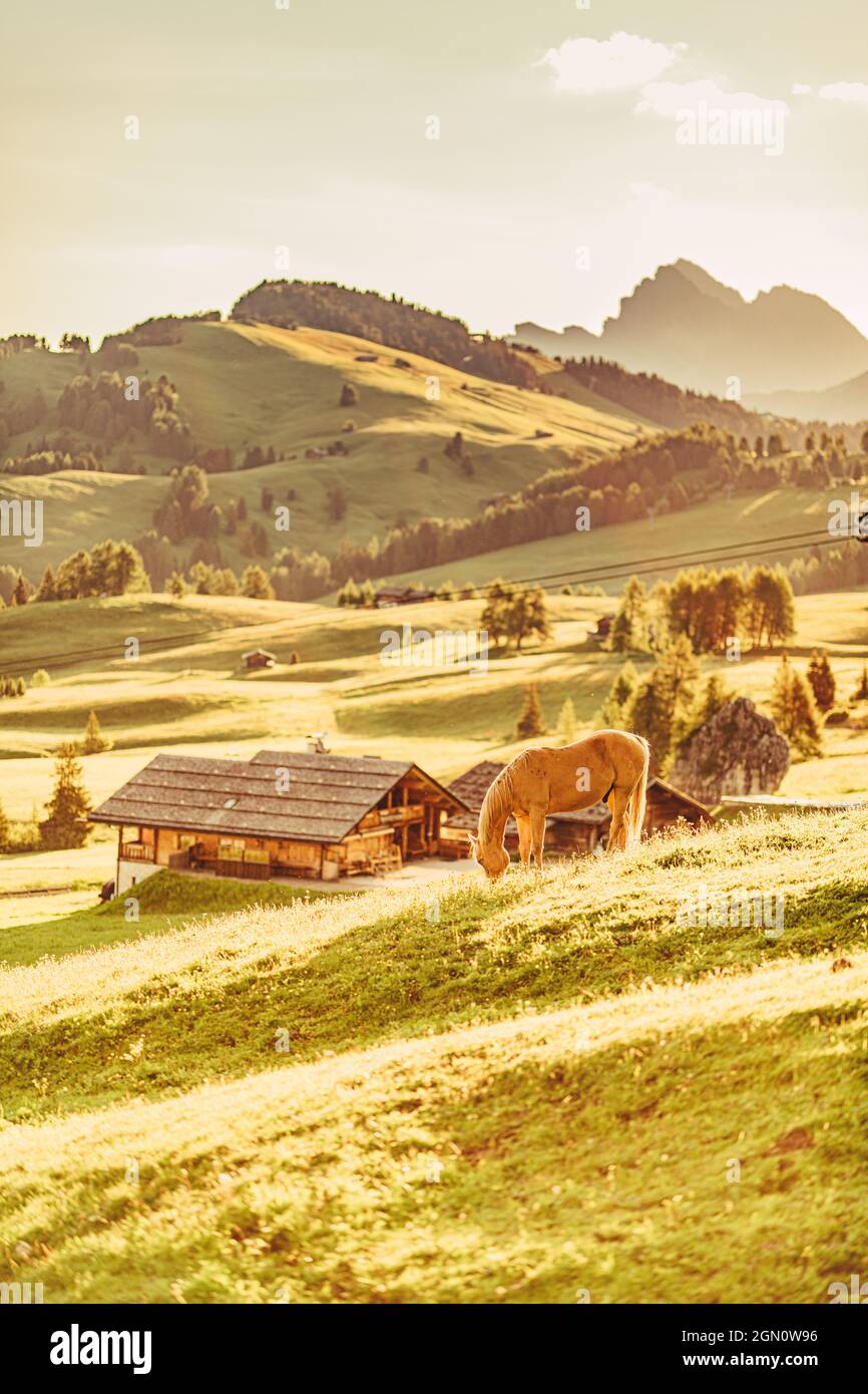 Cavallo all'alba sull'Alpe di Siusi in Alto Adige, Italia, Europa; Foto Stock