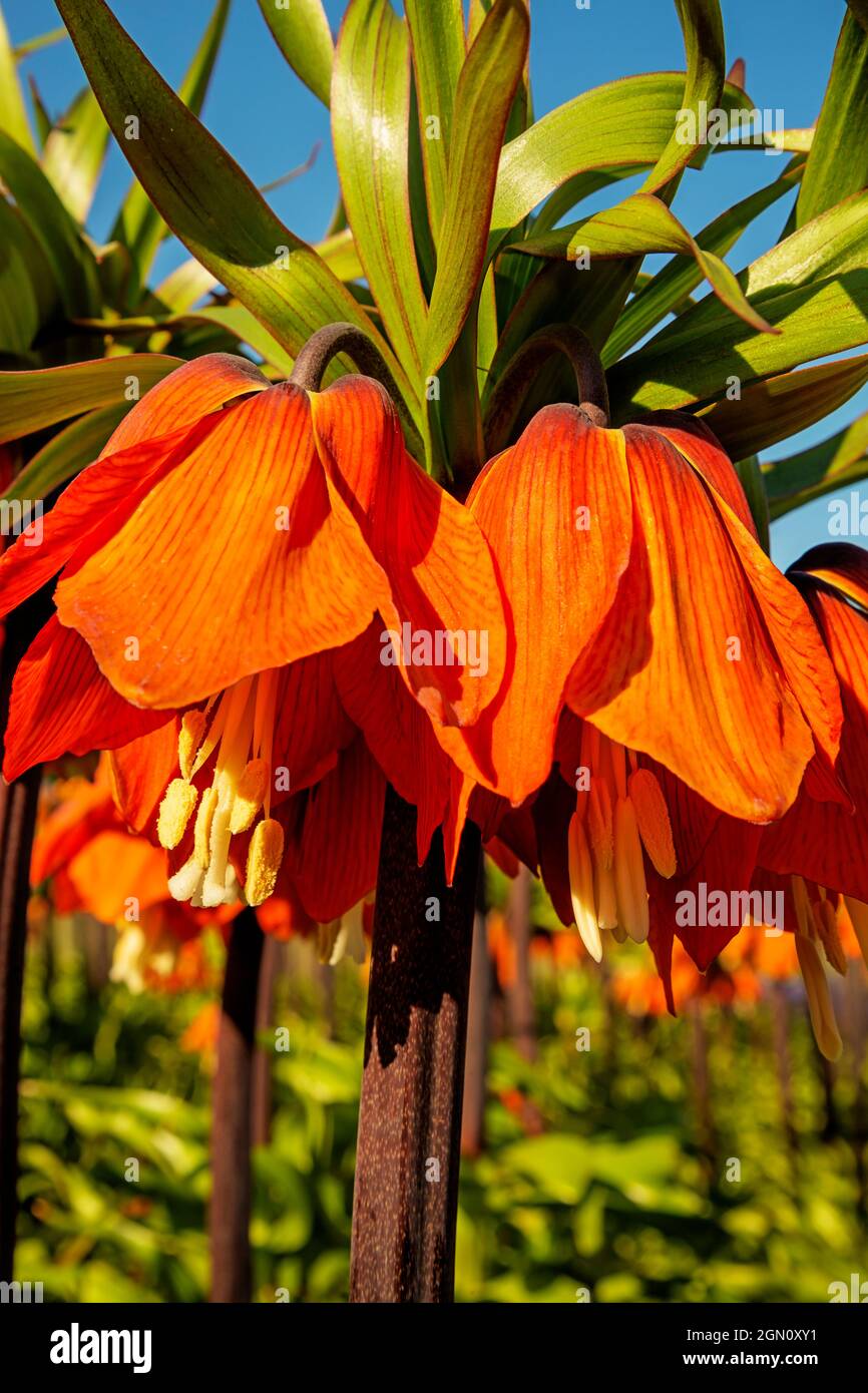 WA19629-00...WASHINGTON - la Frilillaria 'Rubra Maxima' fiorisce nei giardini dimostrativi della RoozenGaarde Bulb Farm nella Skagit Valley. Foto Stock