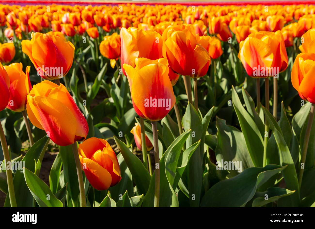 WA19638-00...WASHINGTON - tulipani rossi e arancioni che fioriscono in un campo alla RoozenGaarde Bulb Farm nella Skagit Valley. Foto Stock
