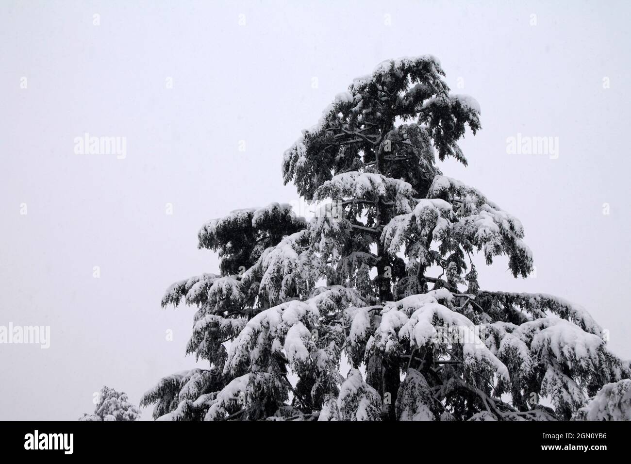 L'alto pino sullo sfondo bianco della neve invernale subito dopo la tempesta Foto Stock