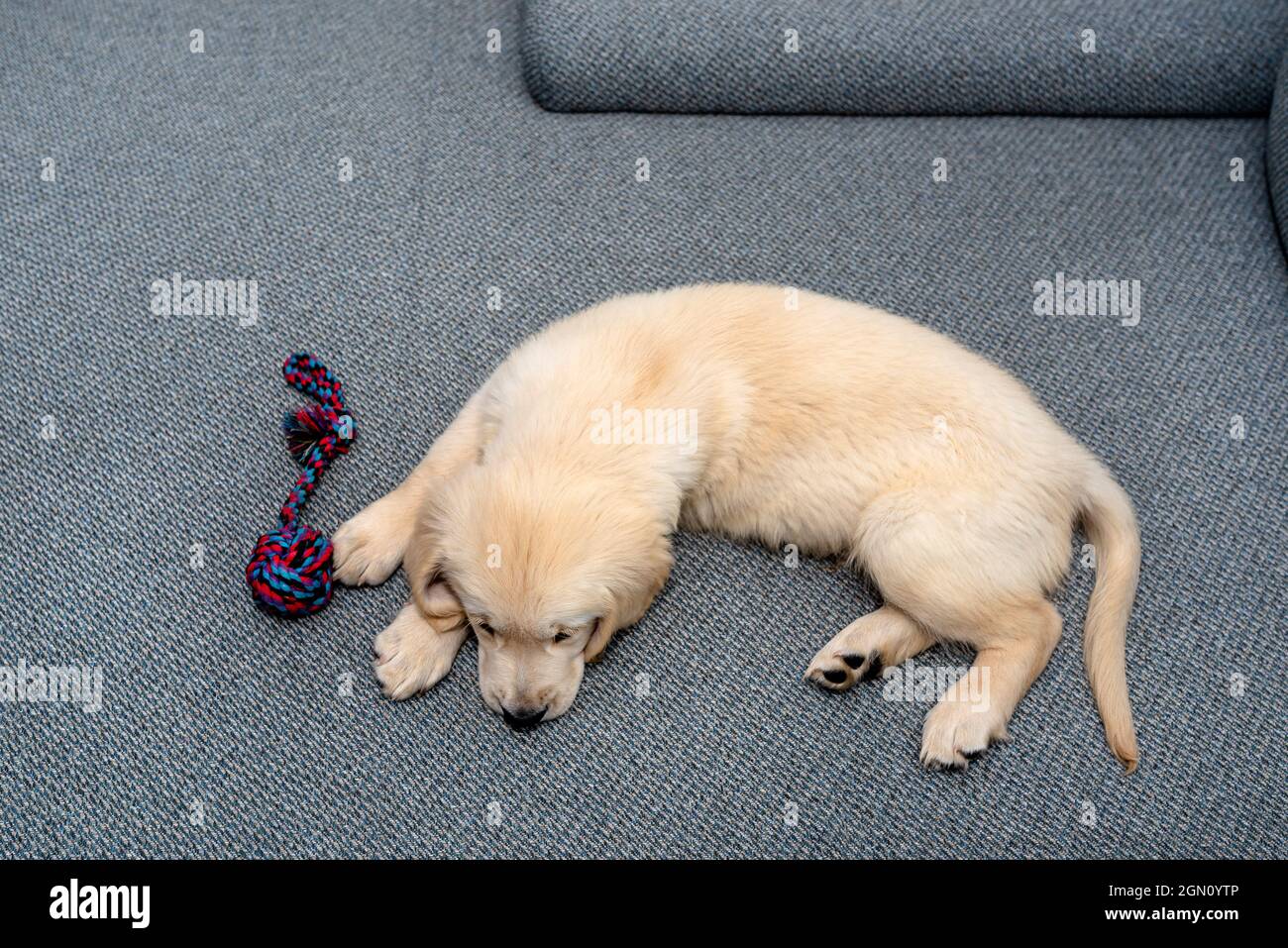 Cucciolo di recupero d'oro maschile che gioca con una corda sul divano nel soggiorno della casa. Foto Stock