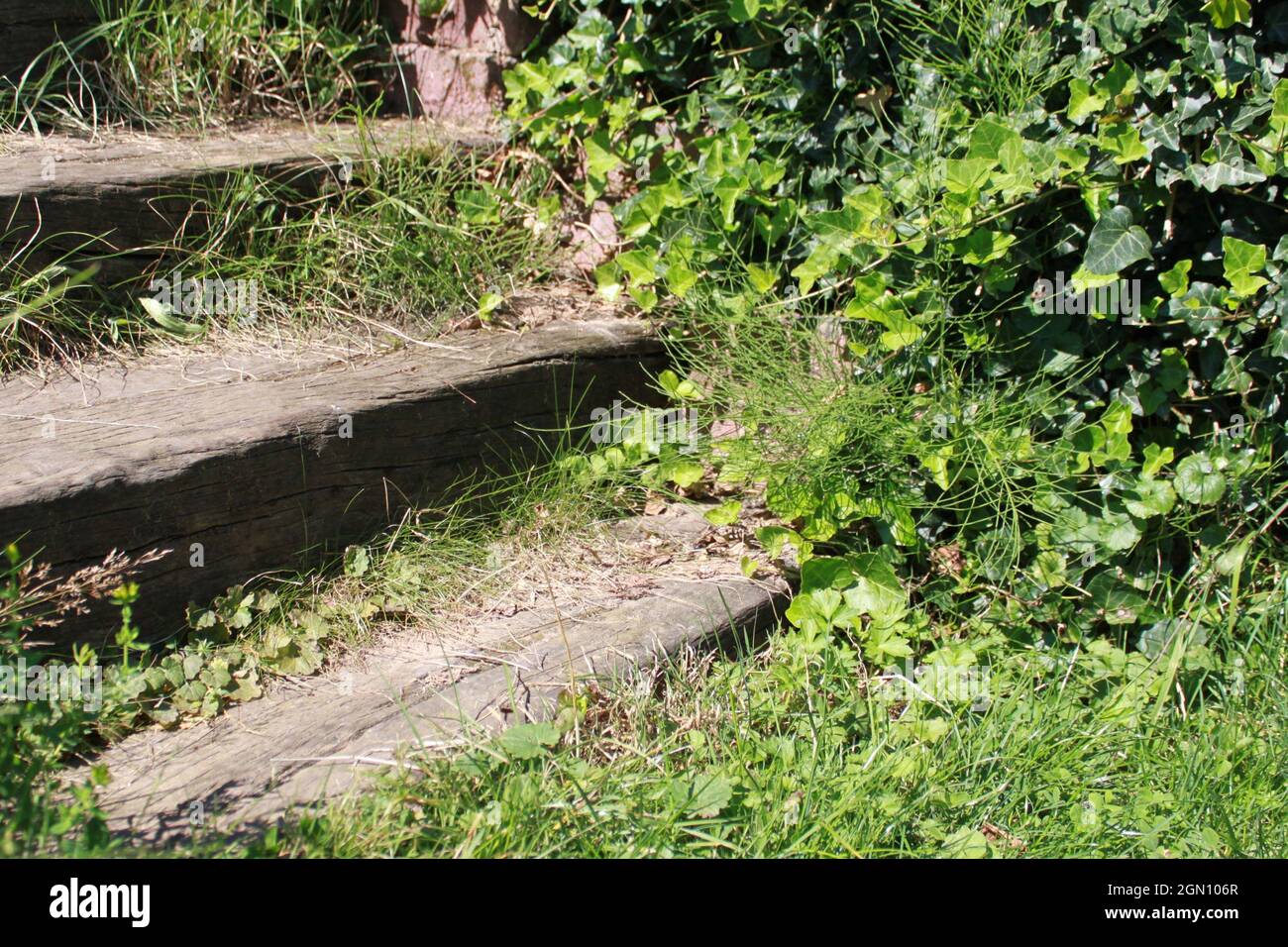 scale in legno in giardino sovrastato con edera verde Foto Stock