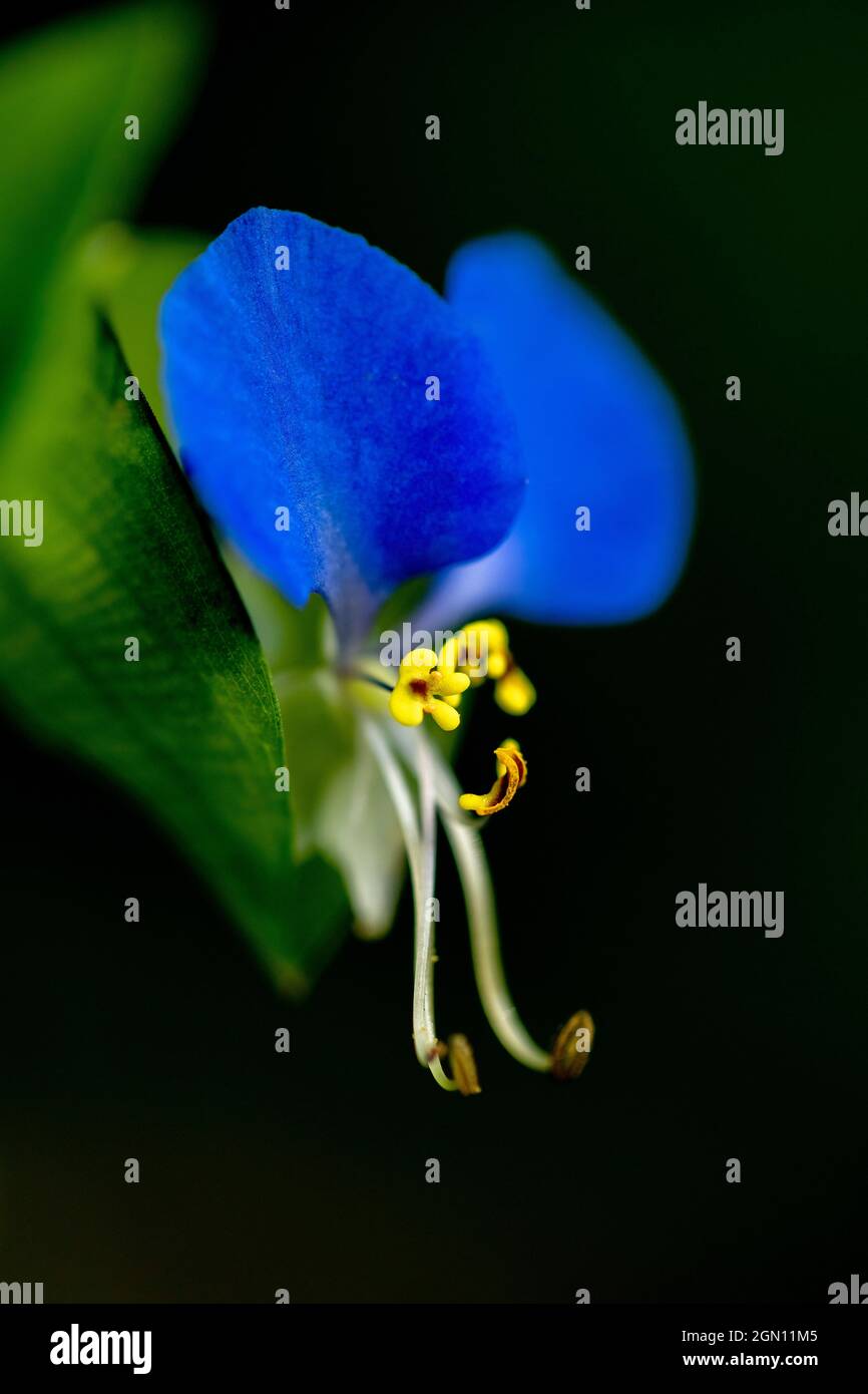 Primo piano di Asiatic Dayflower (Commelina Communis) - Asheville, Carolina del Nord, USA [profondità di campo poco profonda] Foto Stock