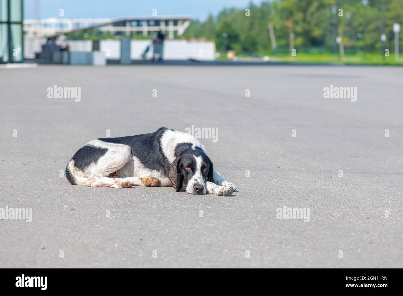 un cane malato si trova triste sulla strada Foto Stock