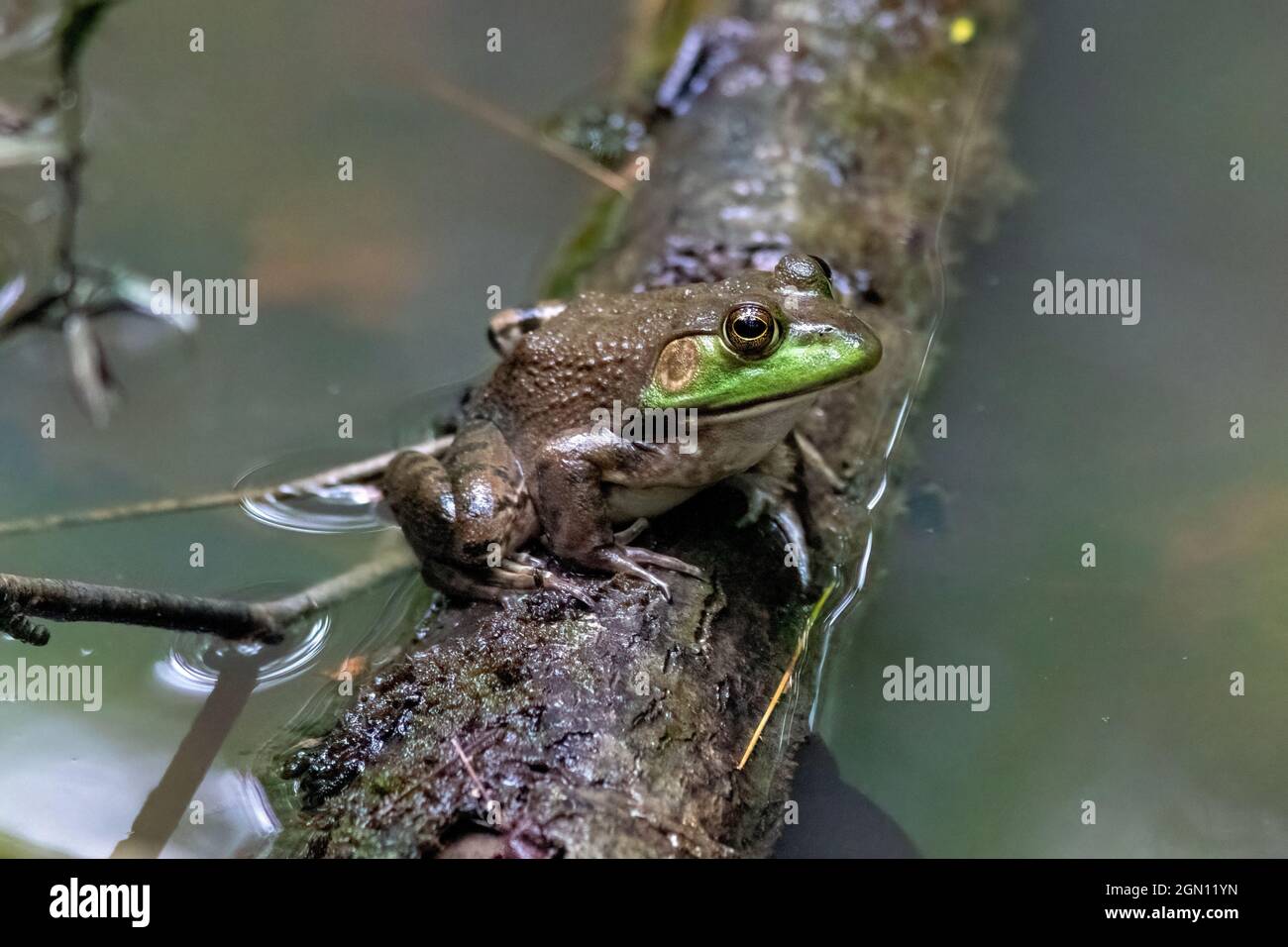 Bullfrog femminile americana (Lithobates catesbeianus) - Pisgah National Forest, Brevard, North Carolina, USA Foto Stock