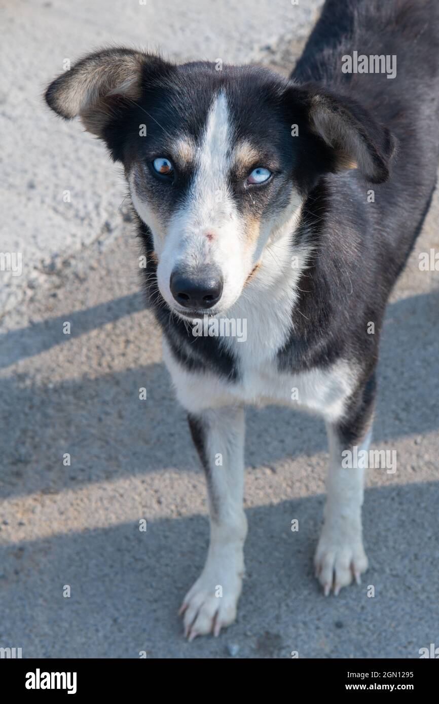 un insolito cane piccolo con occhi diversi Foto Stock