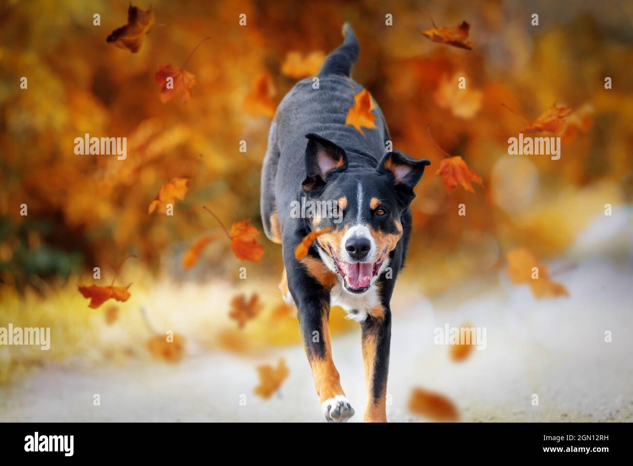 Cane, Appenzeller Sennenhund saltando in autunno lascia sopra un prato Foto Stock