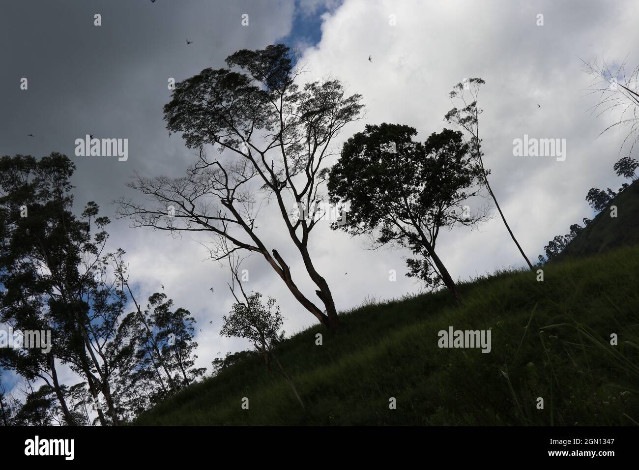 Immagine creativa di alberi in montagna con nuvole scure Foto Stock