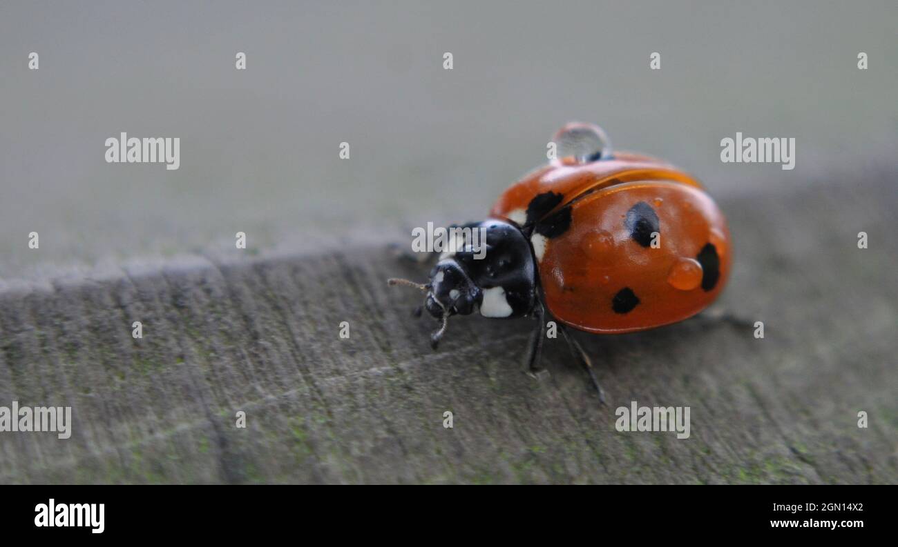 Ladybird (Coccinellidae) con gocce d'acqua sul retro mentre cammina lungo una superficie di legno Foto Stock