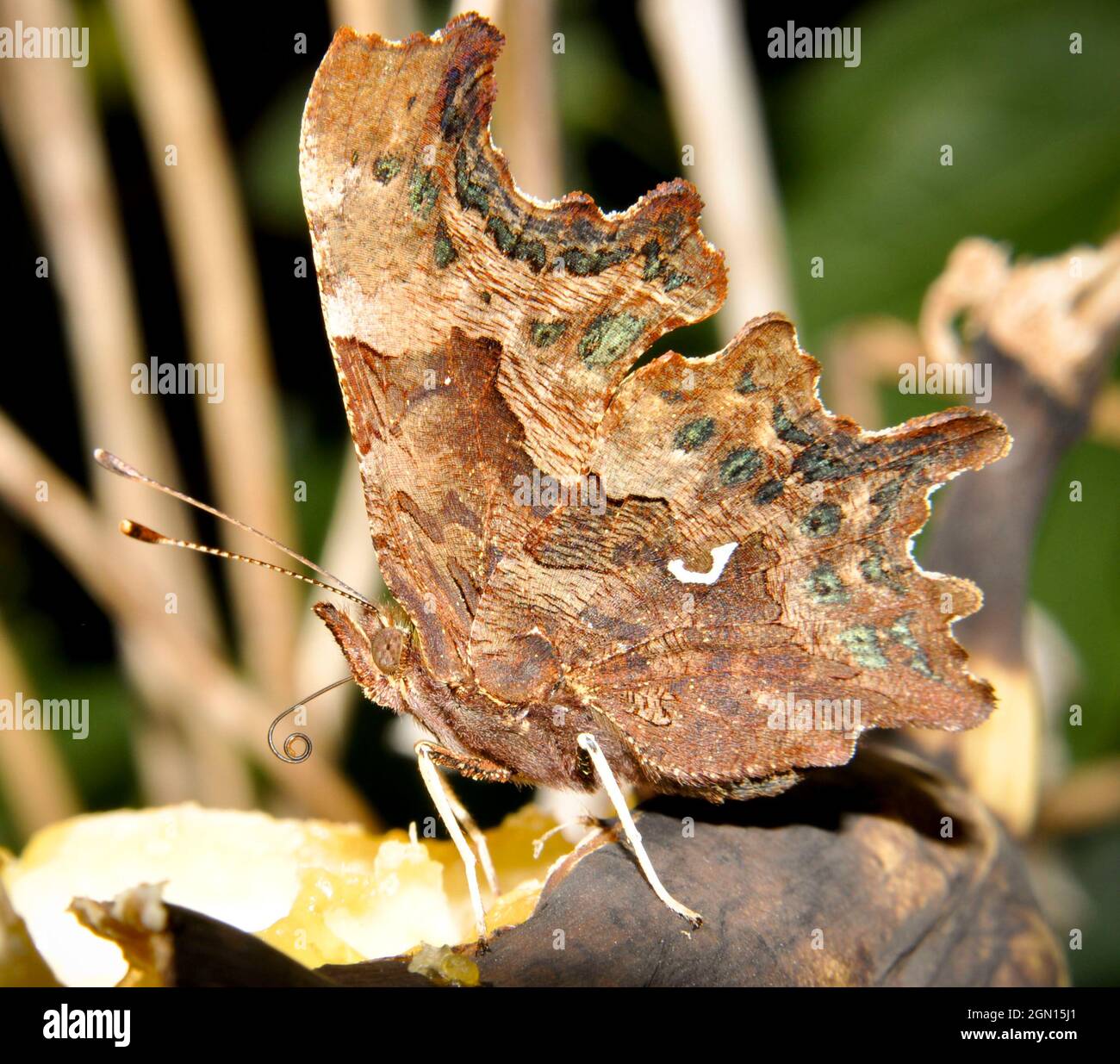 Comma Butterfly (Polygonia c-album) su una banana matura - inizio di ottobre Foto Stock