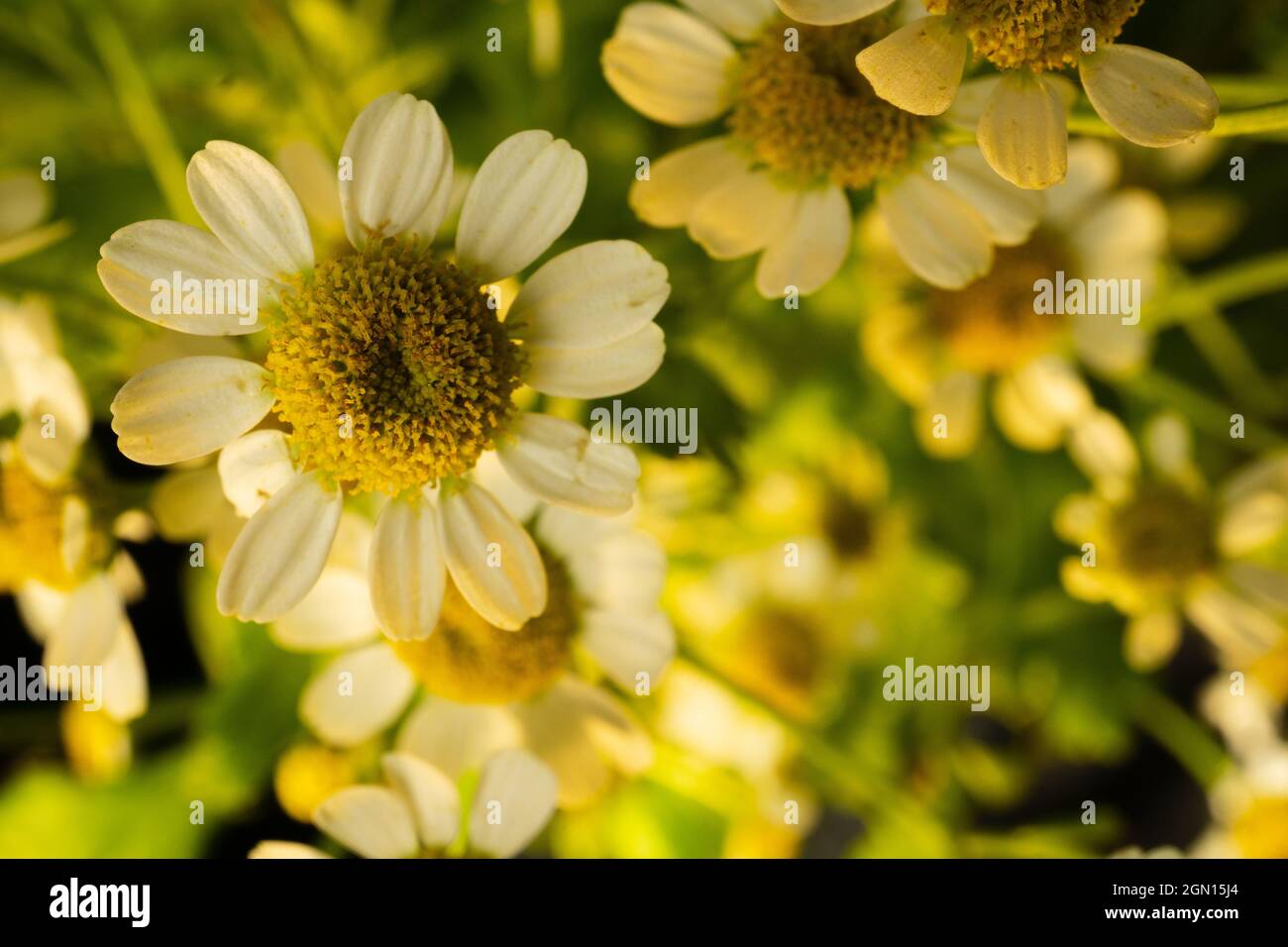 Macro fotografia di delicati fiori di camomilla in una luce dorata Foto Stock