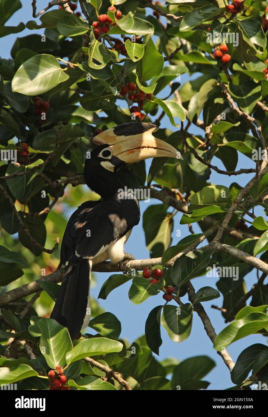 Malabar Pied Hornbill (Anthracoceros coronatus) adulto arroccato in albero fruttato Sri Lanka Dicembre Foto Stock