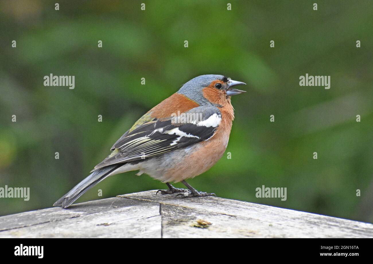 Chaffinch on Fence, Logan Botanic Gardens, Scozia Foto Stock