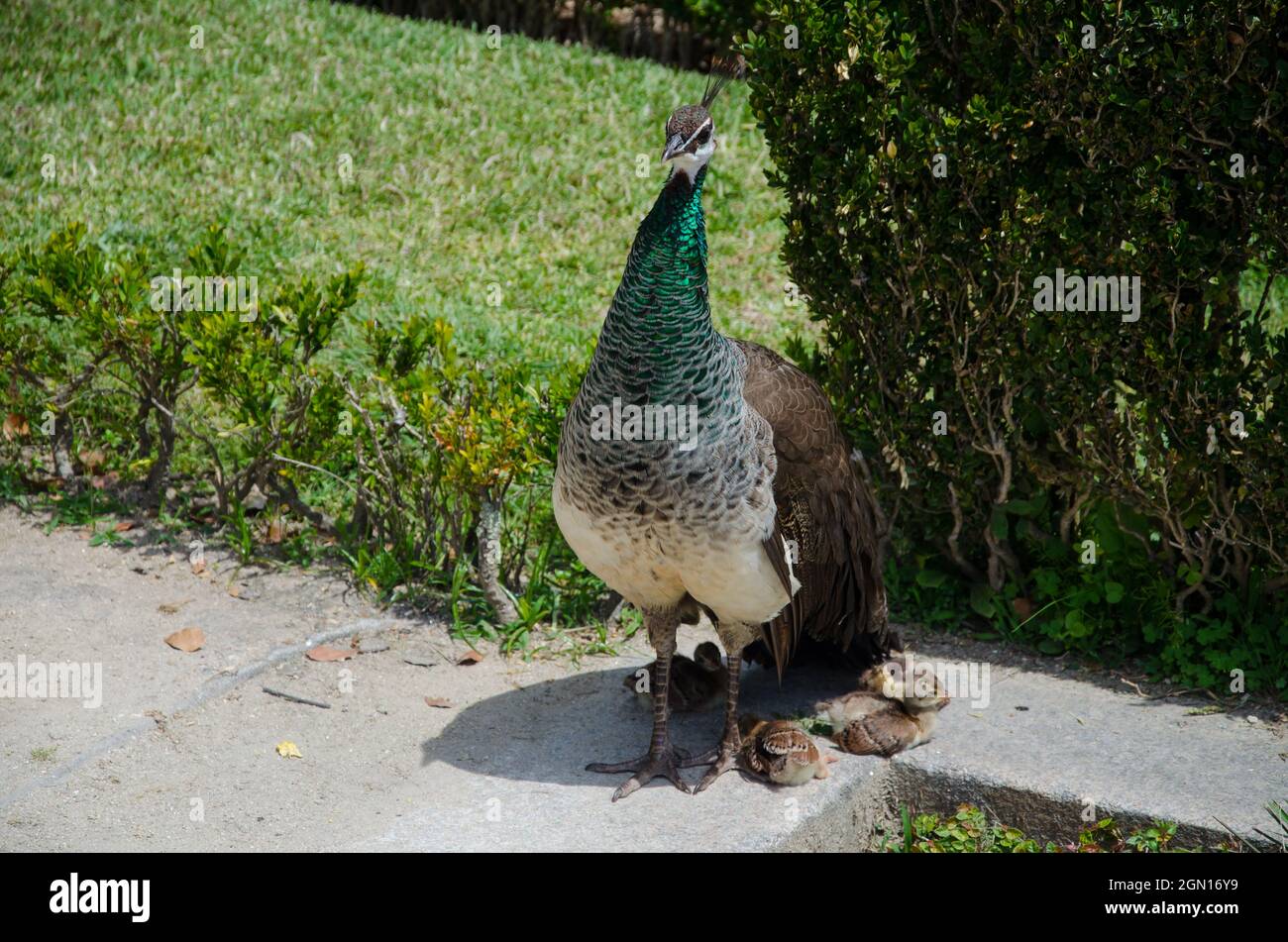 Peacock con i suoi pulcini al giardino del Palazzo di Cristallo, Porto, Portogallo Foto Stock