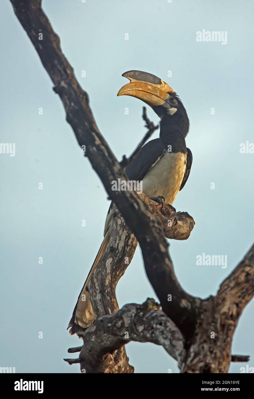 Malabar Pied Hornbill (Anthracoceros coronatus) adulto arroccato in albero morto Sri Lanka Dicembre Foto Stock