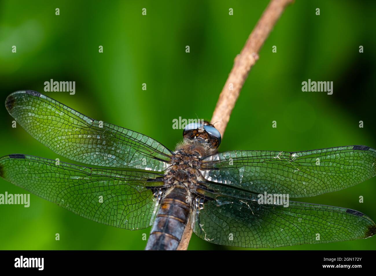 Primo piano della libellula di riposo su un ramo. Foto Stock