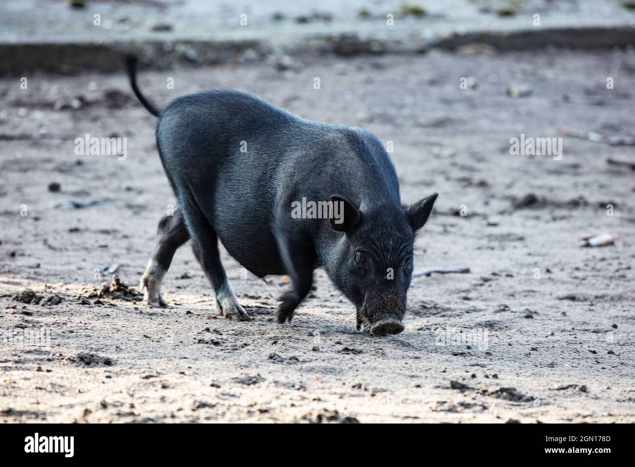 Maiale vietnamita abbellito da pois. Animale di fattoria. Mammifero e canovaccio. Agricoltura e maiale. Zoologia e fauna selvatica. Foto Stock