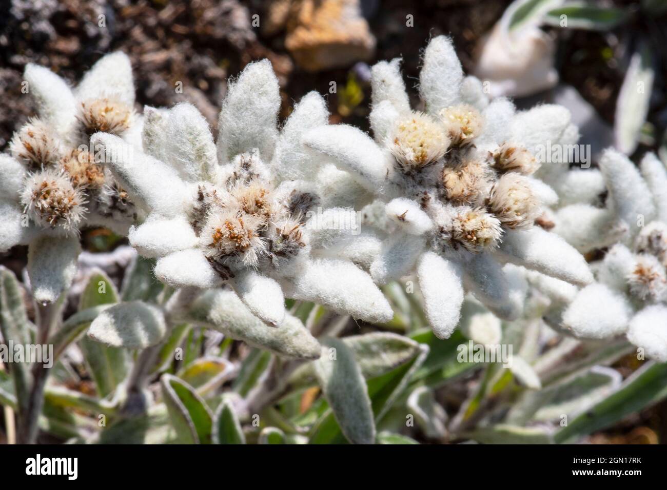 Fiore di stelle bianche selvatiche nelle alte montagne delle Alpi Foto Stock