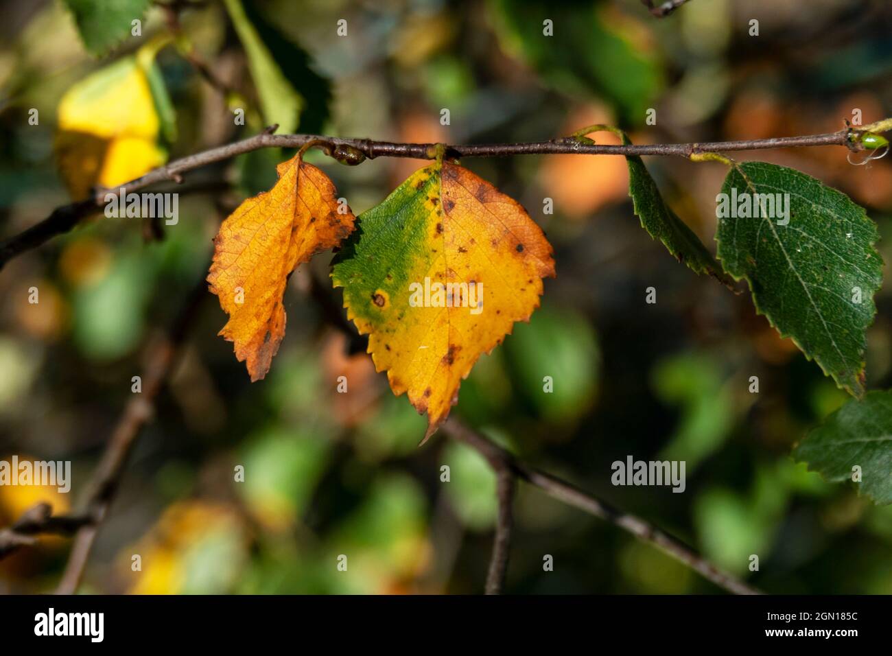 Foglie di betulla che cambiano colore in autunno Foto Stock