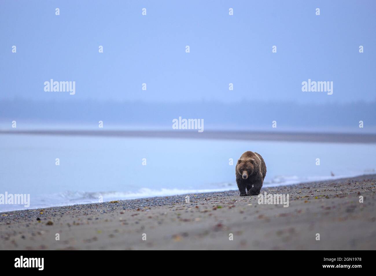 Brown Bear camminando lungo la spiaggia costiera dell'Alaska Foto Stock