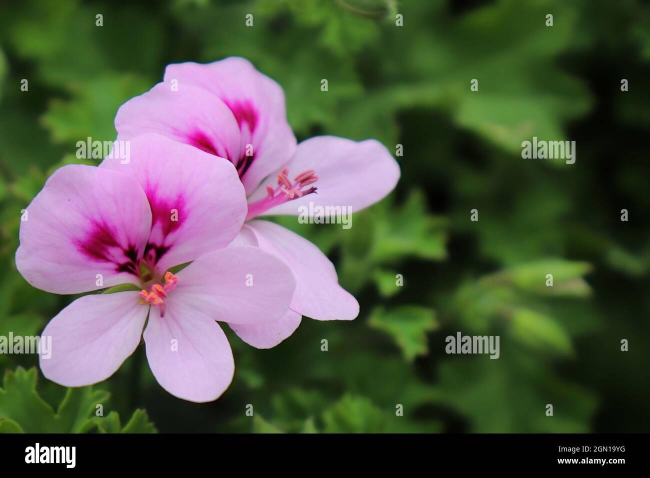 Macro foto di fiori di Cymbopogon rosa fioritura Foto Stock