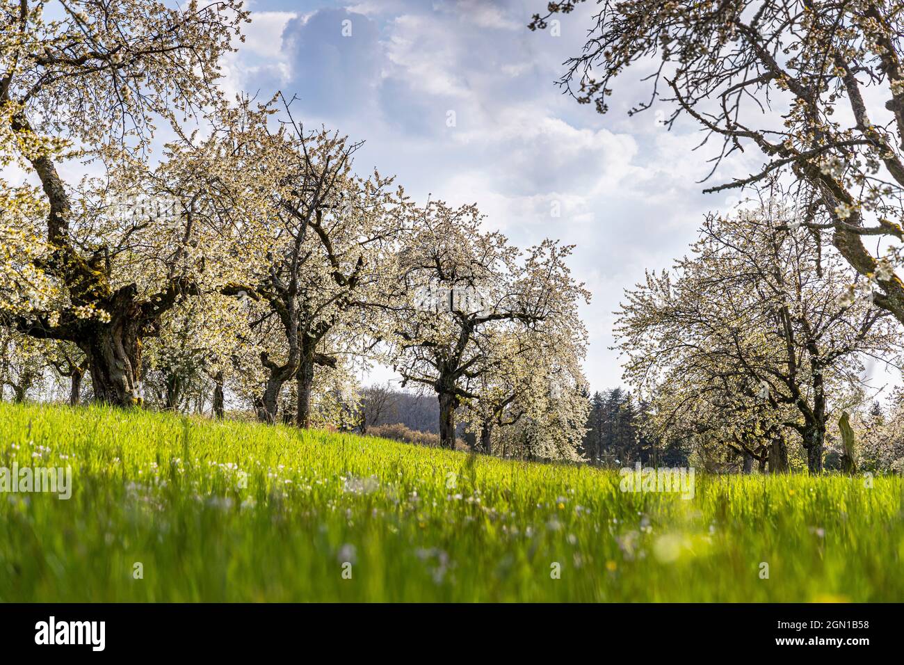 Piantagione di ciliegi per la fioritura dei ciliegi in Franconia vicino a Ebermannstadt nel pomeriggio, alta Franconia, Baviera, Germania Foto Stock