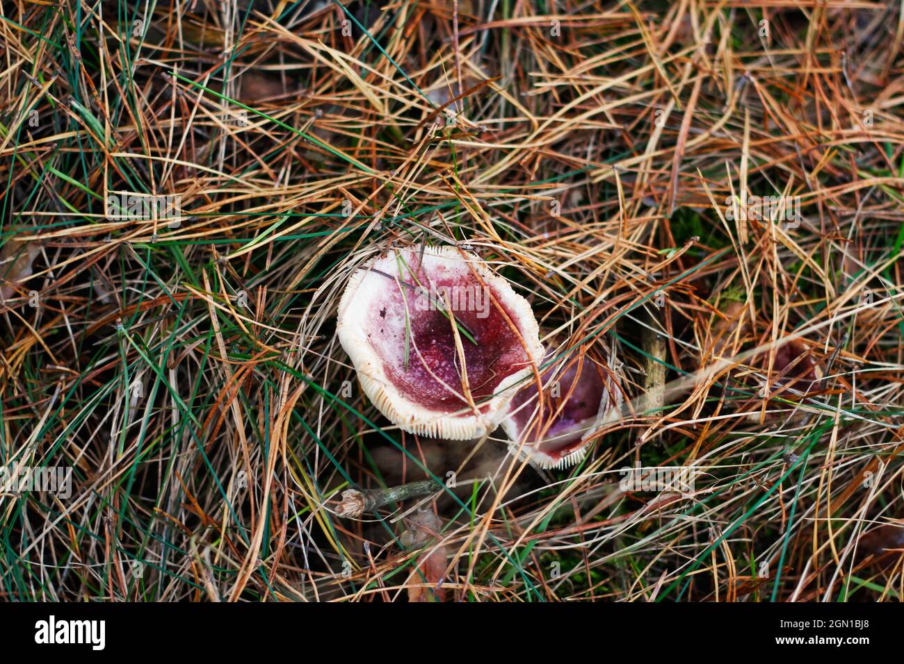 Defocalizzare due funghi russula rossi tra erba secca, foglie e aghi. Funghi commestibili che crescono nella foresta verde. Boleto nascosto in terra. Vista dall'alto Foto Stock