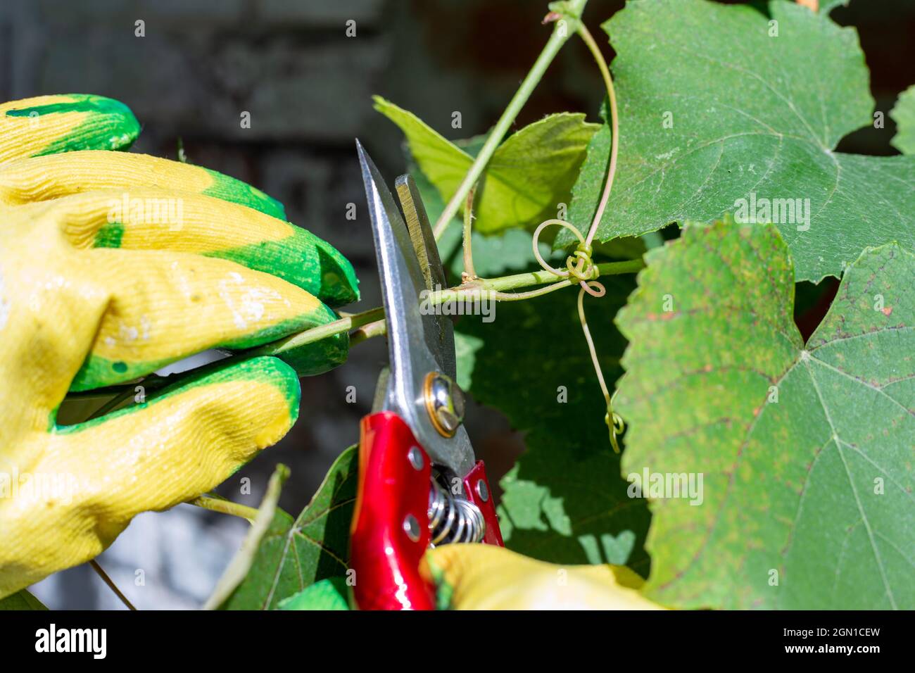 Potatura delle uve in autunno. Il giardiniere taglia la vite con una potatrice, primo piano. Foto Stock Potatura delle uve in autunno. Il giardiniere taglia la vite con una potatrice, primo piano. Foto Stock