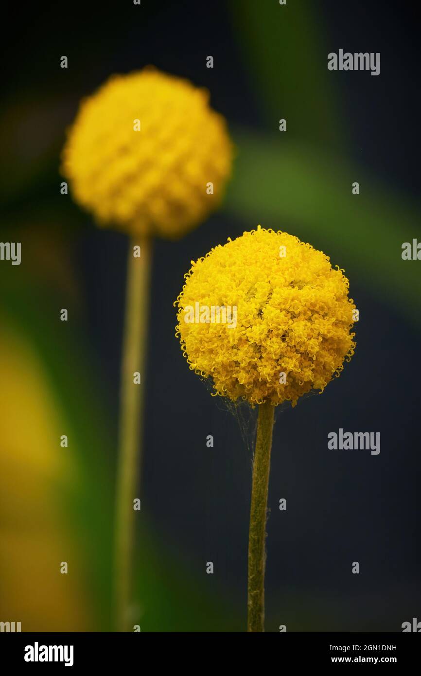 Craspedia globosa 'Golf Beauty' (Billy Buttons) fiori Foto Stock