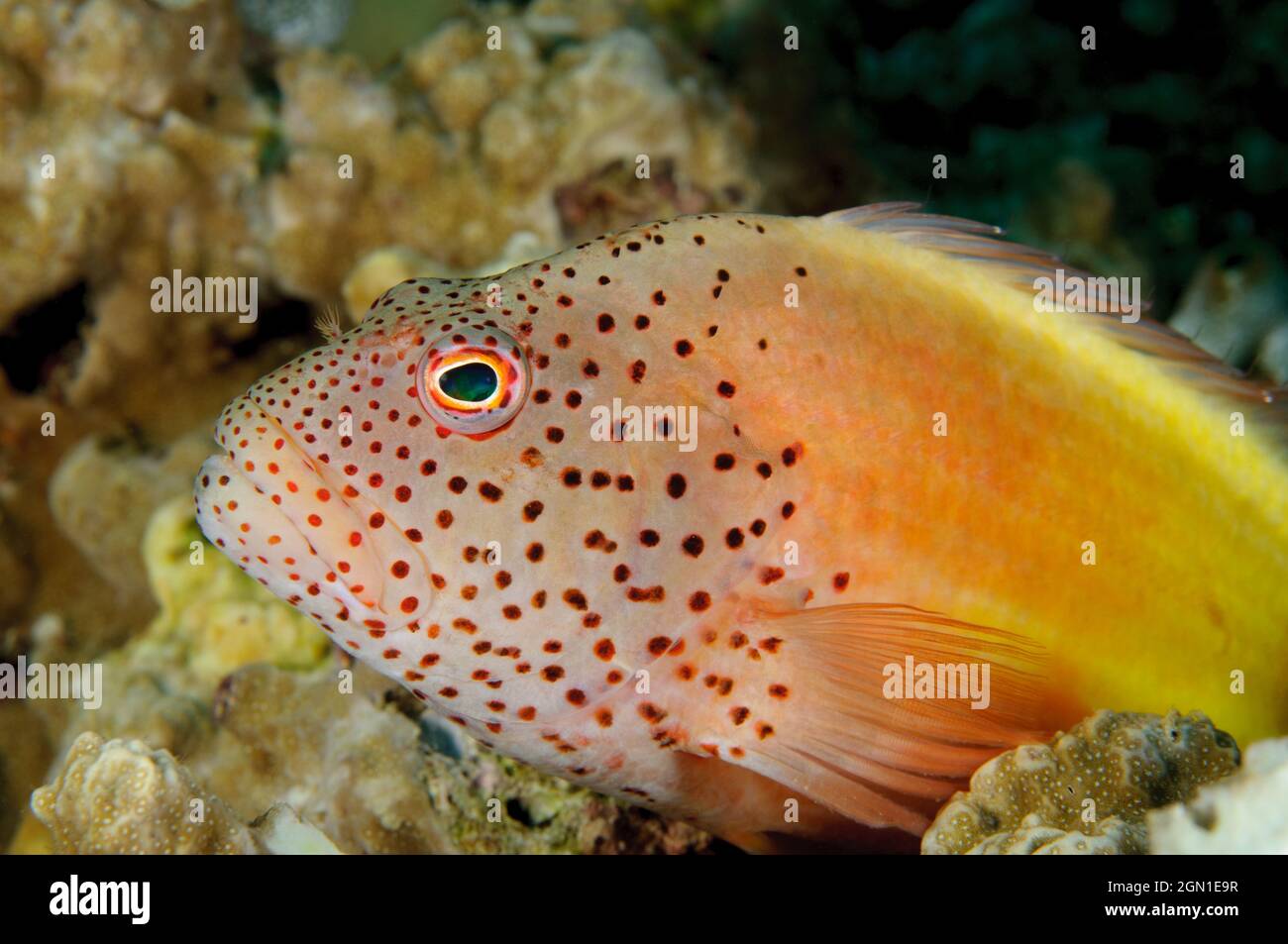 Pesce fritto, Paracirrhites forsteri, a Sipadan Island, Sabah, Malesia. Profondità: 7.5m. Foto Stock