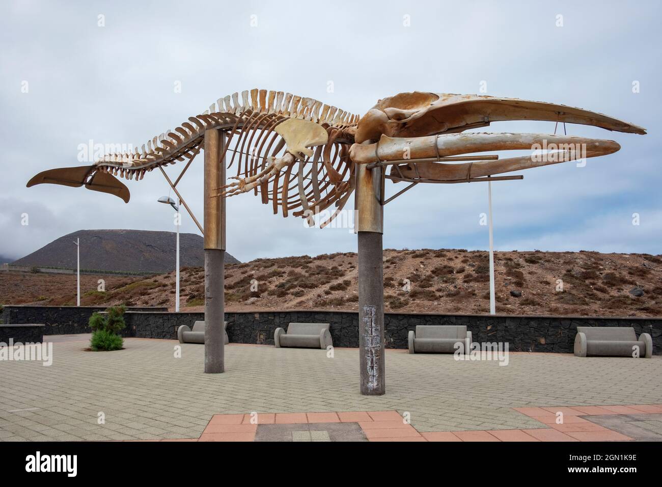Impressionante scheletro balena adagiato sulla riva del mare vicino al lungomare della città, vere ossa di cetacei su fili che generano interesse scientifico per la vita marina Foto Stock