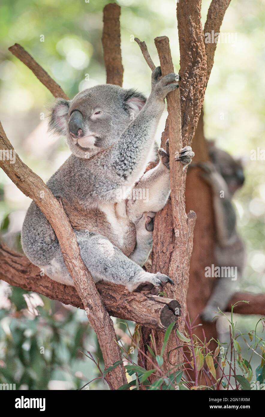 Koala seduto su una diramazione di alberi di eucalipto, Brisbane, Queensland, Australia Foto Stock