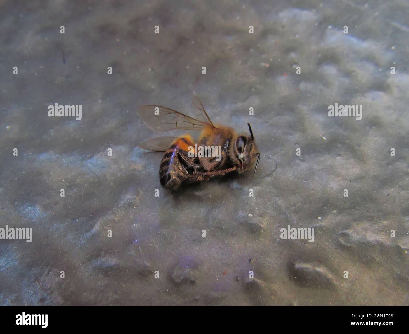ape morta su un pavimento grigio polveroso e rustico. Foto Stock