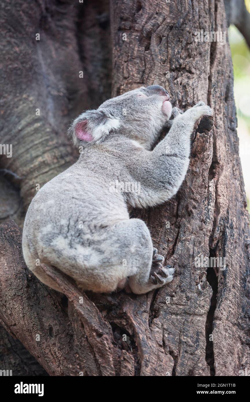 Koala (Phascolarctos Cinereous) riposante su un albero, Brisbane, Queensland, Australia Foto Stock