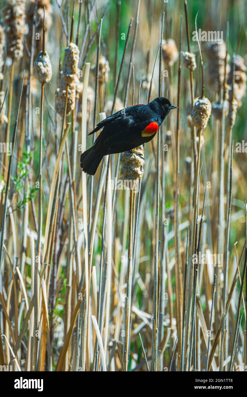 Maschio Red-Wing Blackbird (Agelaius phoeniceus) mostra l'ala rossa patch territoriale in Cattail Marsh, Castle Rock Colorado USA. Foto scattata nel mese di maggio. Foto Stock