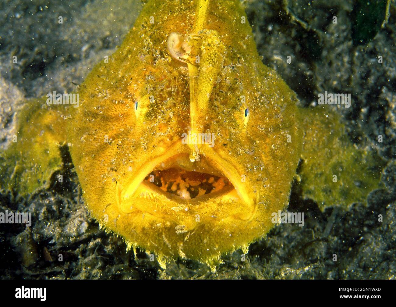 Rana striata (Antennarius striatus), comune nel porto di Sydney. Si riposano molto silenziosamente sul fondo del mare e possono assomigliare ad una spugna. Un a specializzato Foto Stock