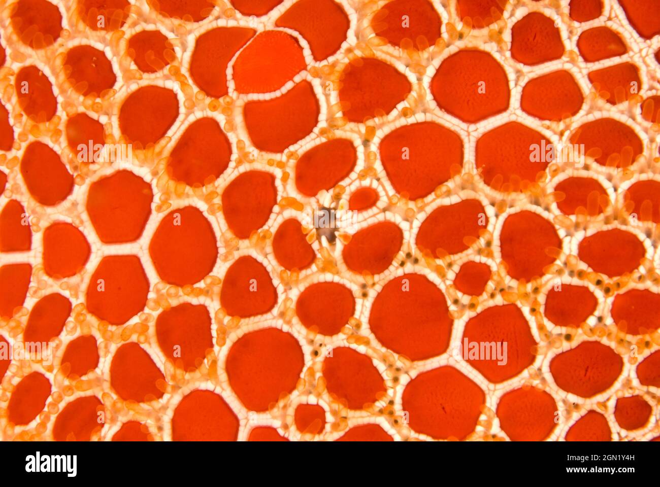 Crostino rosso (Pentagonaster duebeni), particolare della superficie superiore (dorsale). Di solito rosso in NSW e più arancione in Victoria. Si nutre di spugne Foto Stock