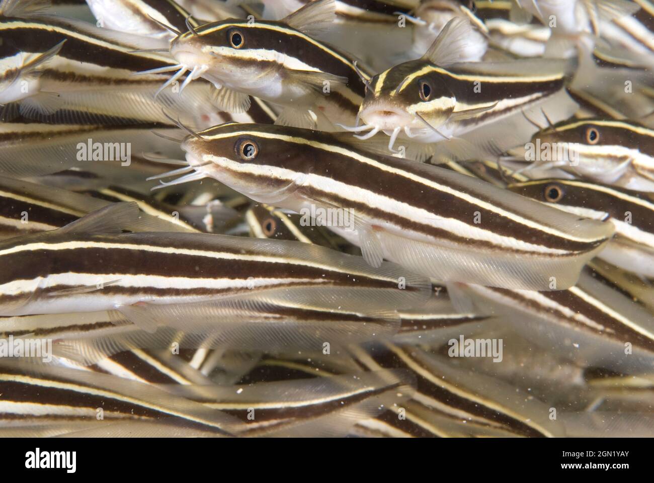 Pesci gatto con anguilla a righe (Plotosus lineatus), quasi come anguille, questi pesci nuotano in gruppi molto fitti che si sciamano attraverso le barriere coralline. Il tutto f Foto Stock